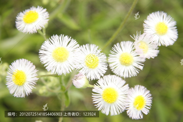小野菊,一年蓬