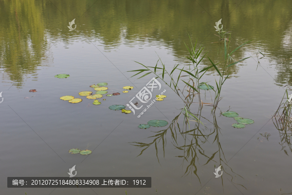 池塘