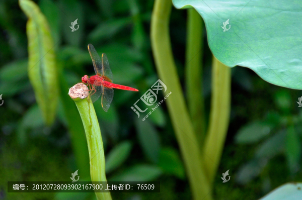 蜻蜓