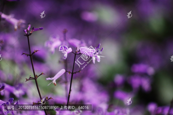 紫色小花