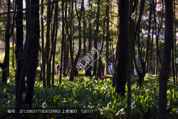 樹林園丁