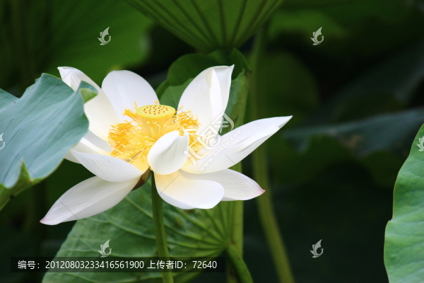 荷花
