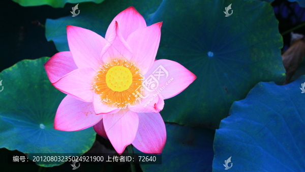 荷花
