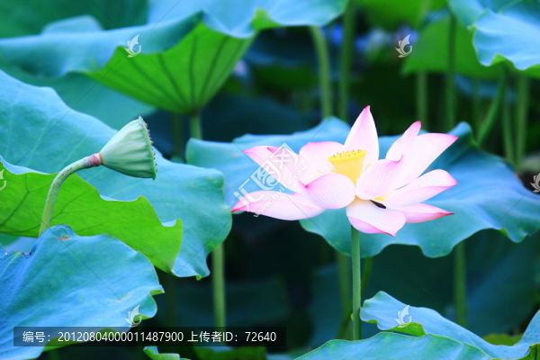 荷花