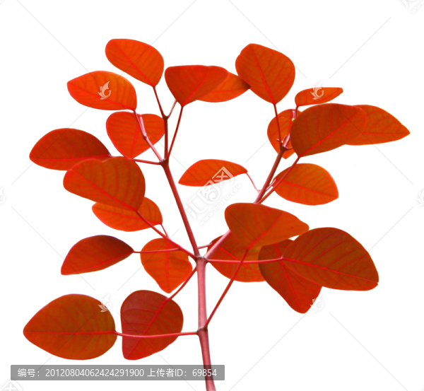 紅葉素材