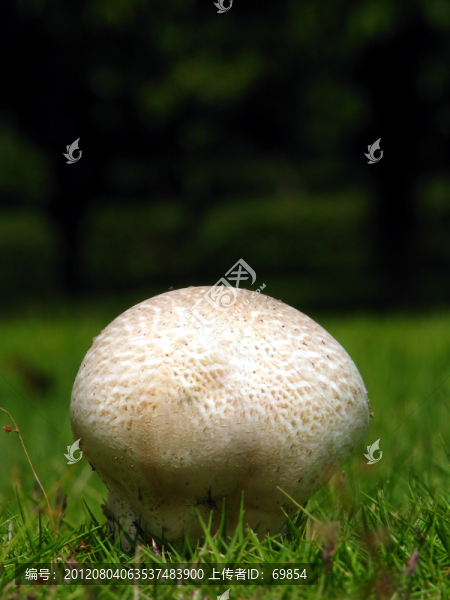 天然野蘑菇