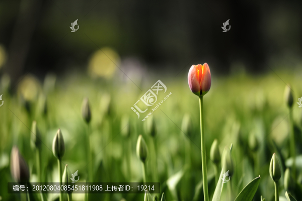 法國郁金香