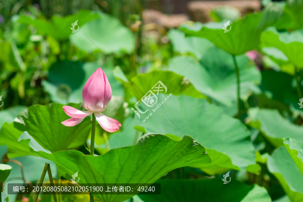 荷花