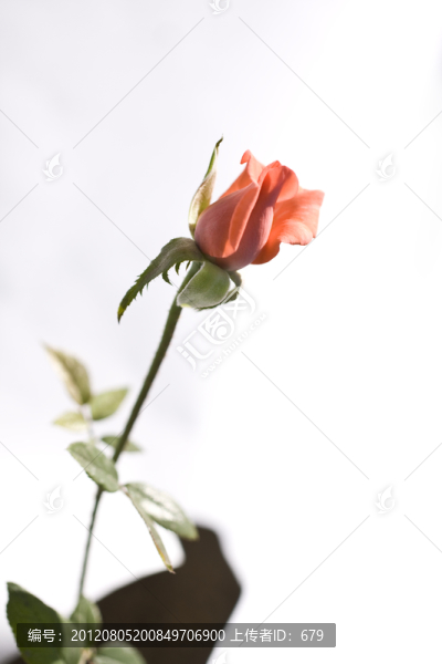 玫瑰
