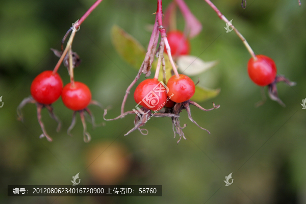 大興安嶺野生植物,刺玫果