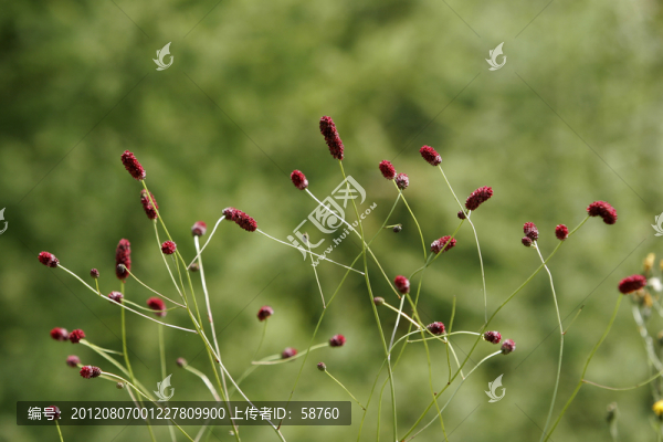 大興安嶺野生植物,地榆