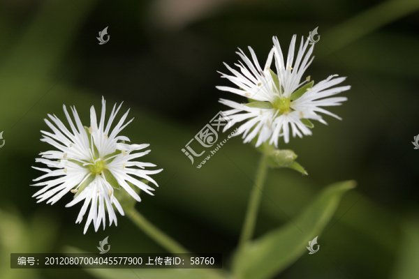 大興安嶺野生藥物植物,繁縷