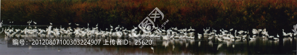 樂清灣百鳥圖