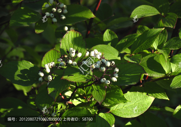大興安嶺野生植物,紅瑞木