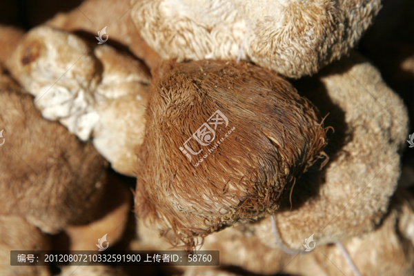 大興安嶺植物,猴頭蘑