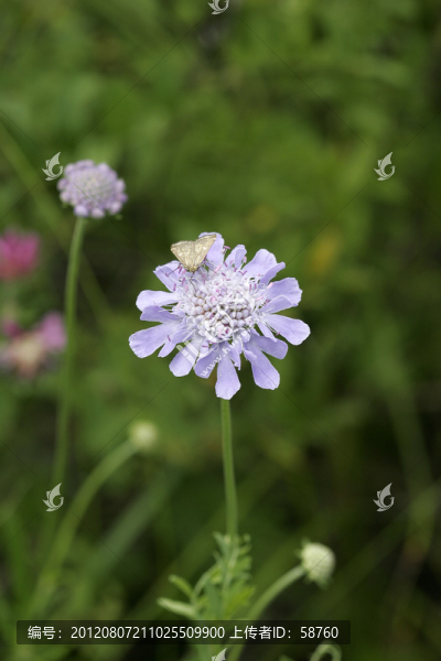 華北藍(lán)盆花