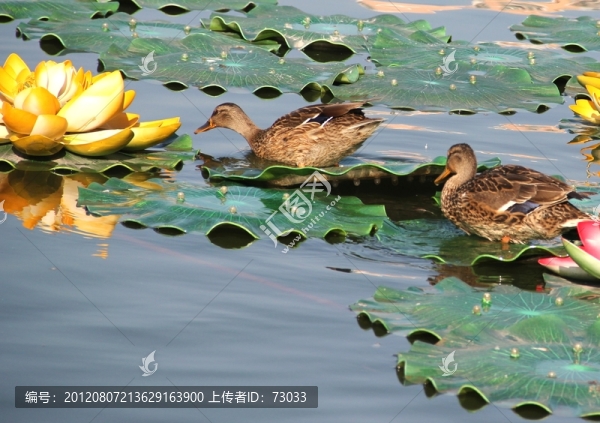 野鴨荷花圖