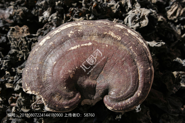 大興安嶺野生,靈芝