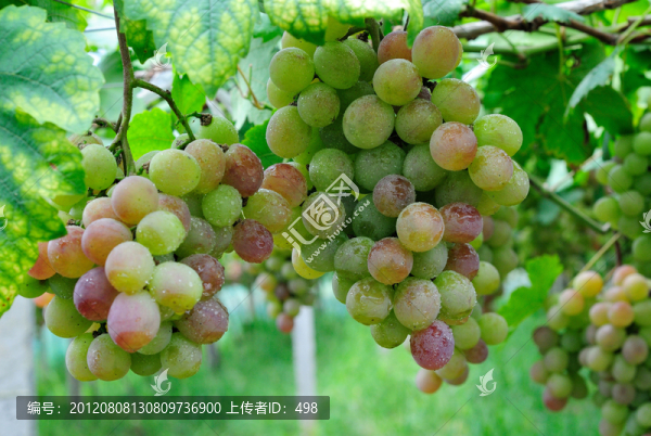 葡萄