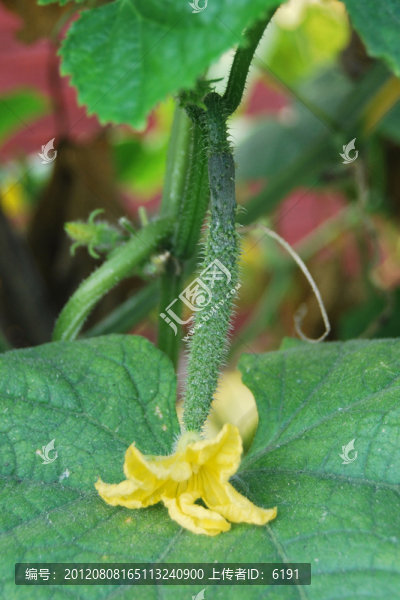 黃瓜開(kāi)花