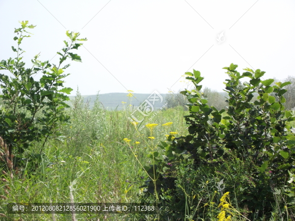 野外風(fēng)景,近樹(shù)遠(yuǎn)山