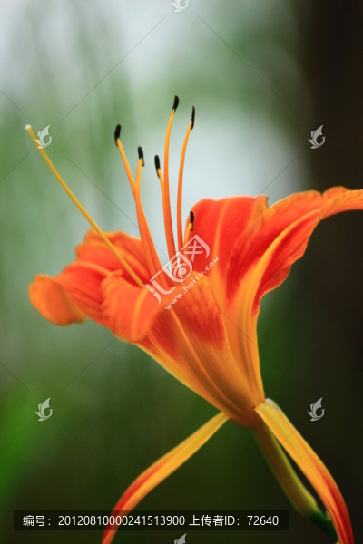花卉