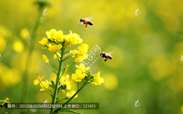 鮮花,蜜蜂,健康,綠色