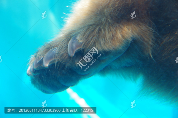 熊掌