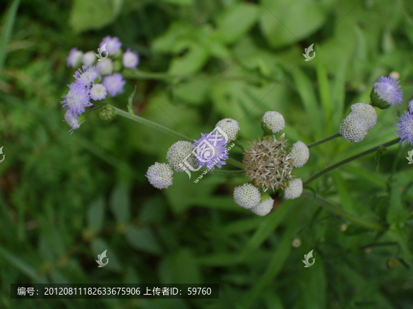 野菊花