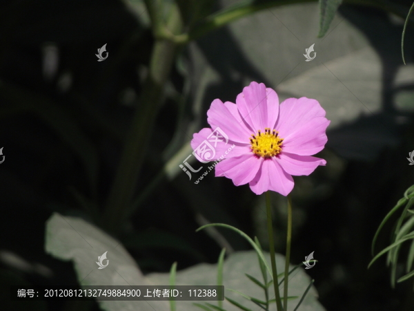 波斯菊