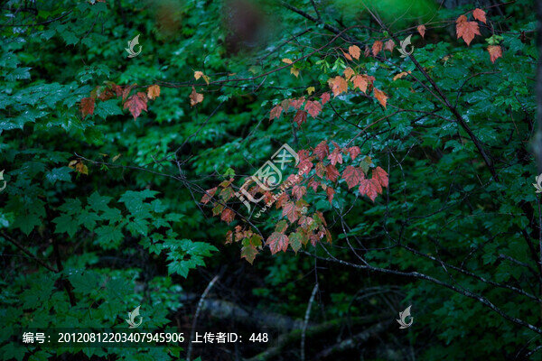 樹葉