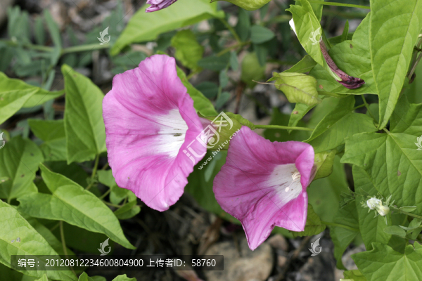 大興安嶺野生,牽牛花