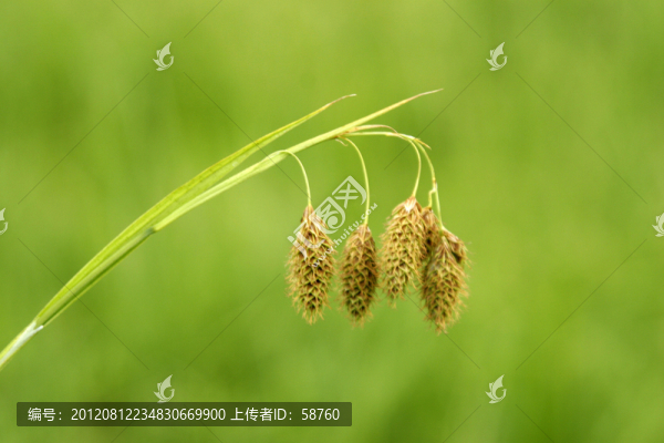 大興安嶺野生植物,三棱草