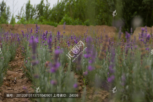 薰衣草花叢