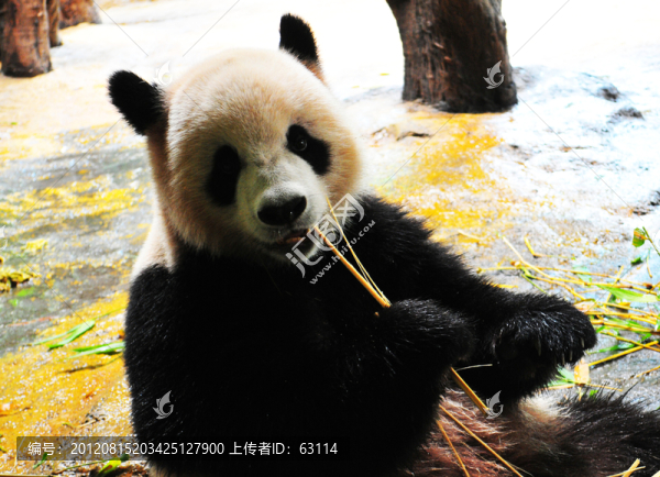 國寶,大熊貓