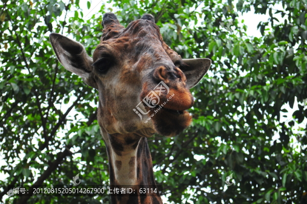 動物,長頸鹿