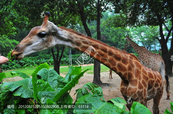動物,長頸鹿