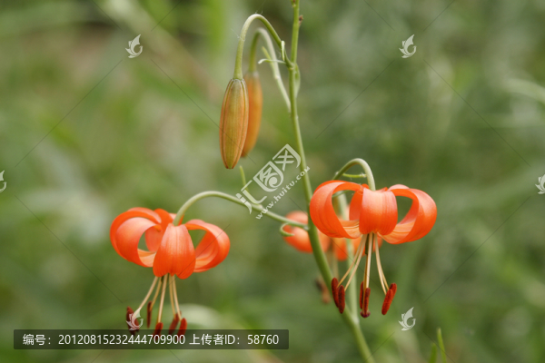 大興安嶺野生花卉,山丹