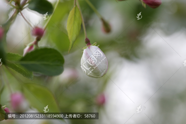 大興安嶺野生,山荊子花蕾