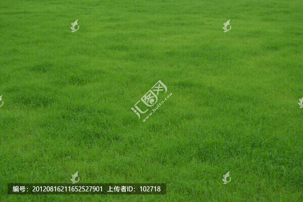 草坪