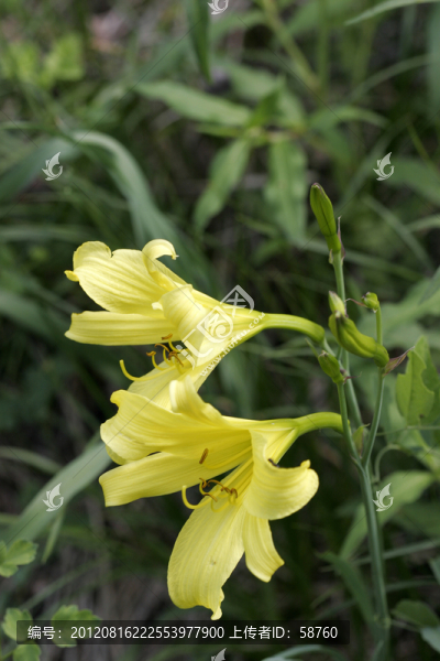 大興安嶺野生花卉,萱草