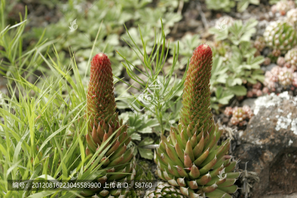 大興安嶺野生植物,瓦松