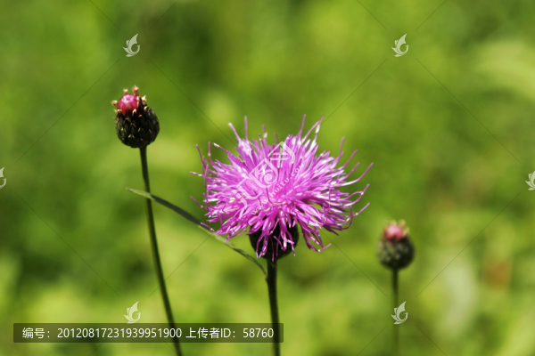 大興安嶺野生,煙管薊