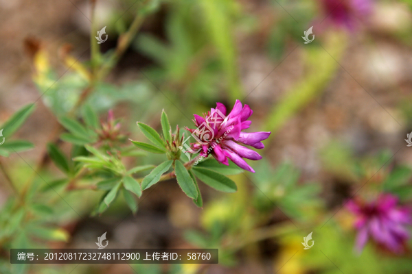 大興安嶺野生植物,野火球