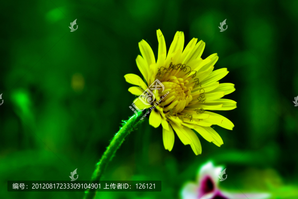 苦菜花