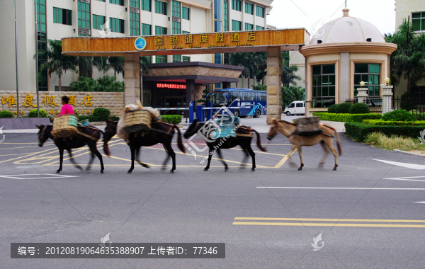 經(jīng)過酒店門口的馬群