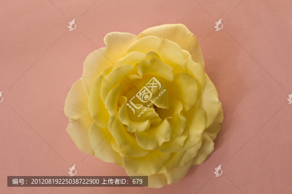 黃玫瑰