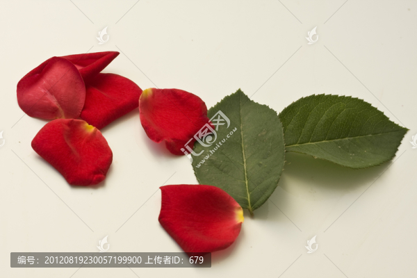 花瓣與綠葉