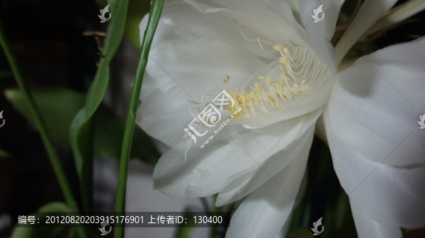 曇花