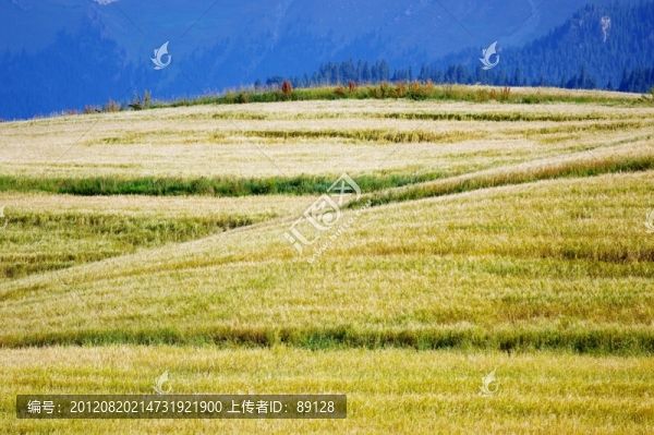 江布拉克麥田